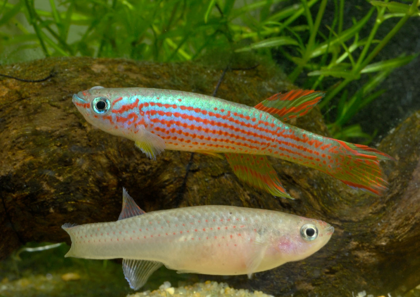 Aphyosemion striatum pair