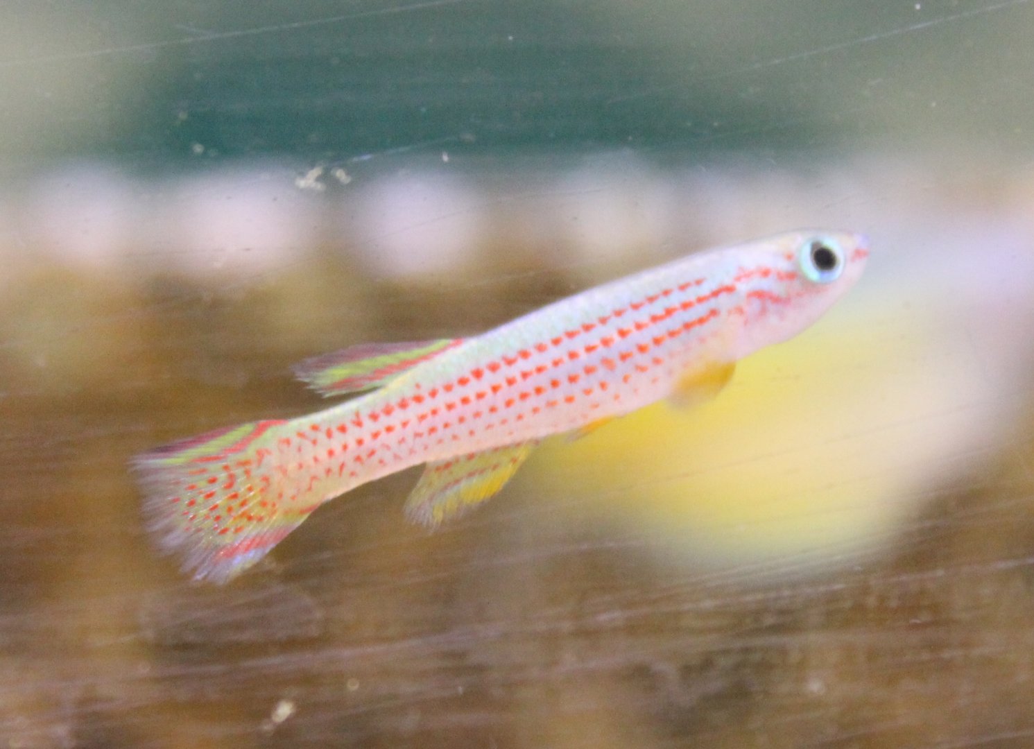 Aphyosemion striatum