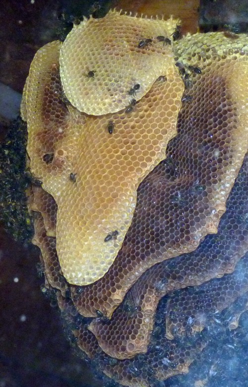 Apis Mellifera Nido (22-7-17 Faunia)