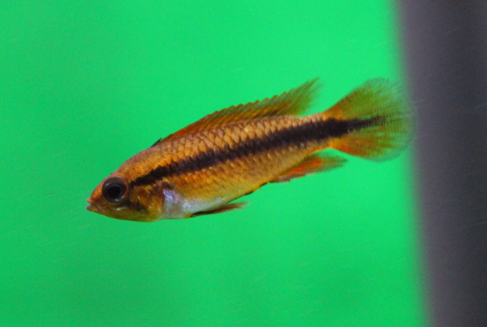 Apistogramma agassizii - dubble red
