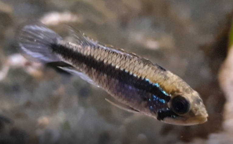 Apistogramma agassizii "Tefe II"