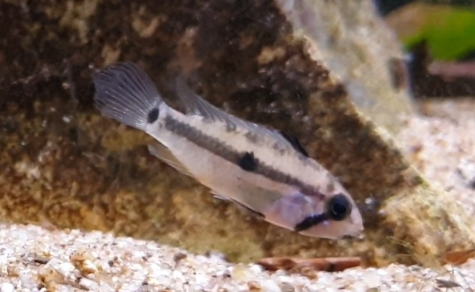 Apistogramma allpahuayo