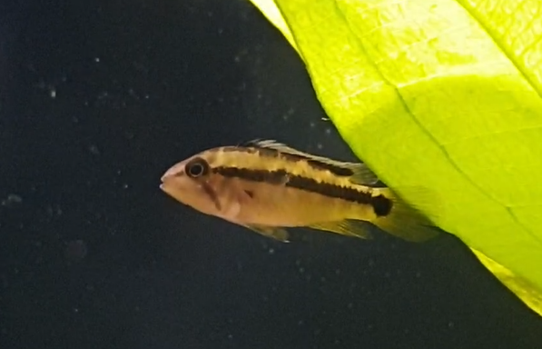 Apistogramma atahualpa