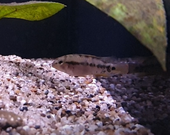 Apistogramma baenschi