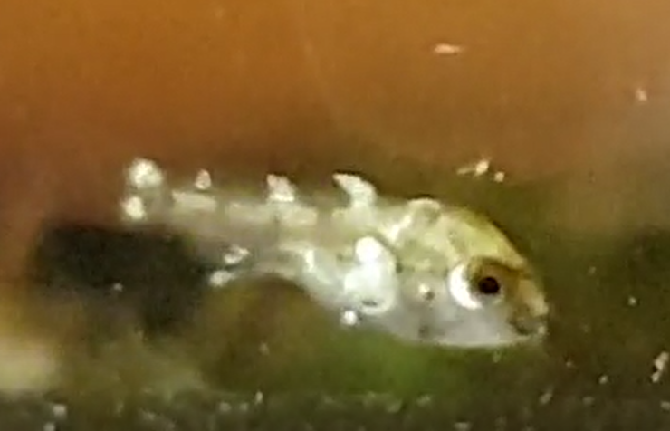 Apistogramma borelli - juvenile - 4 days old