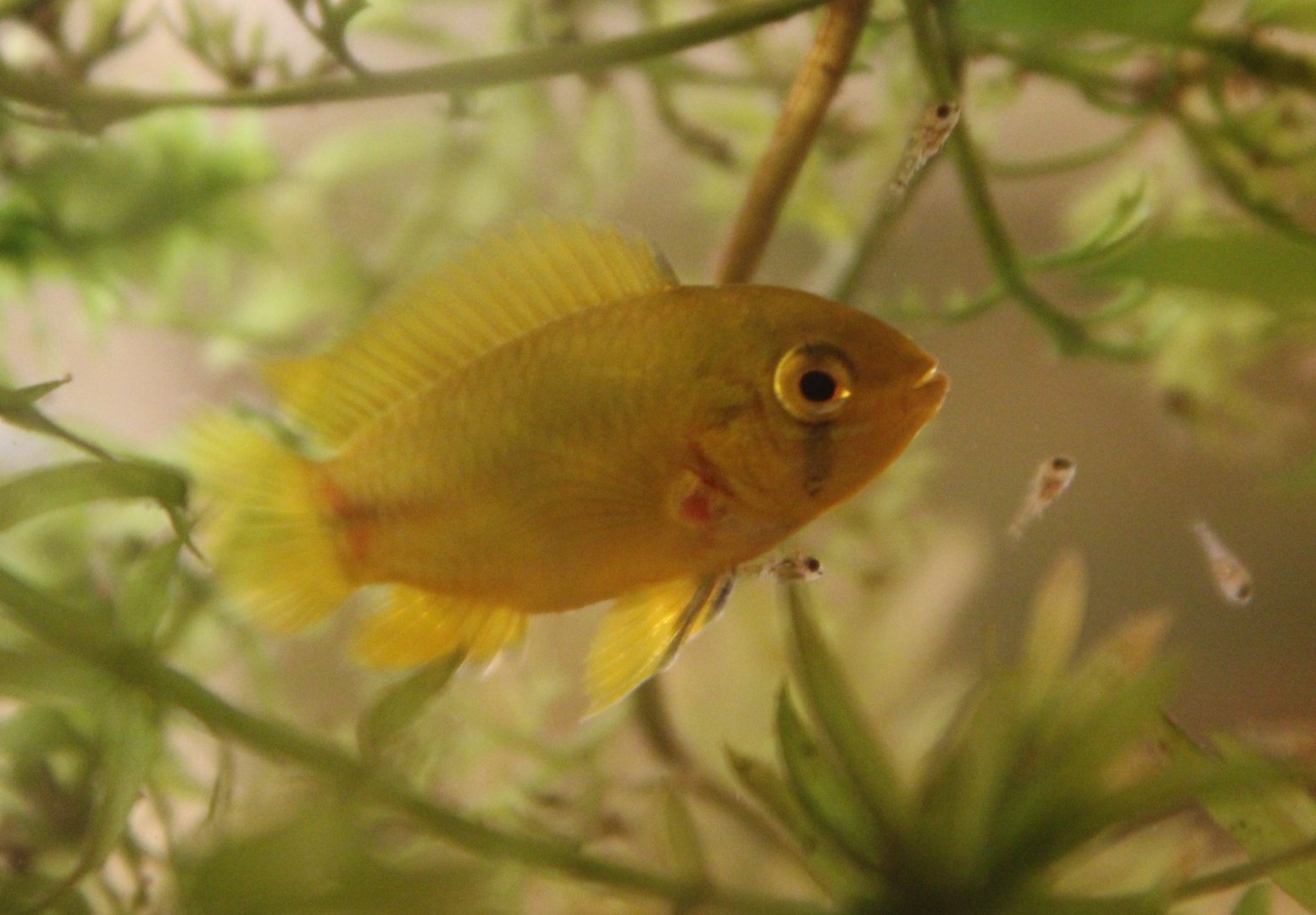 Apistogramma borelli with 3 day old young