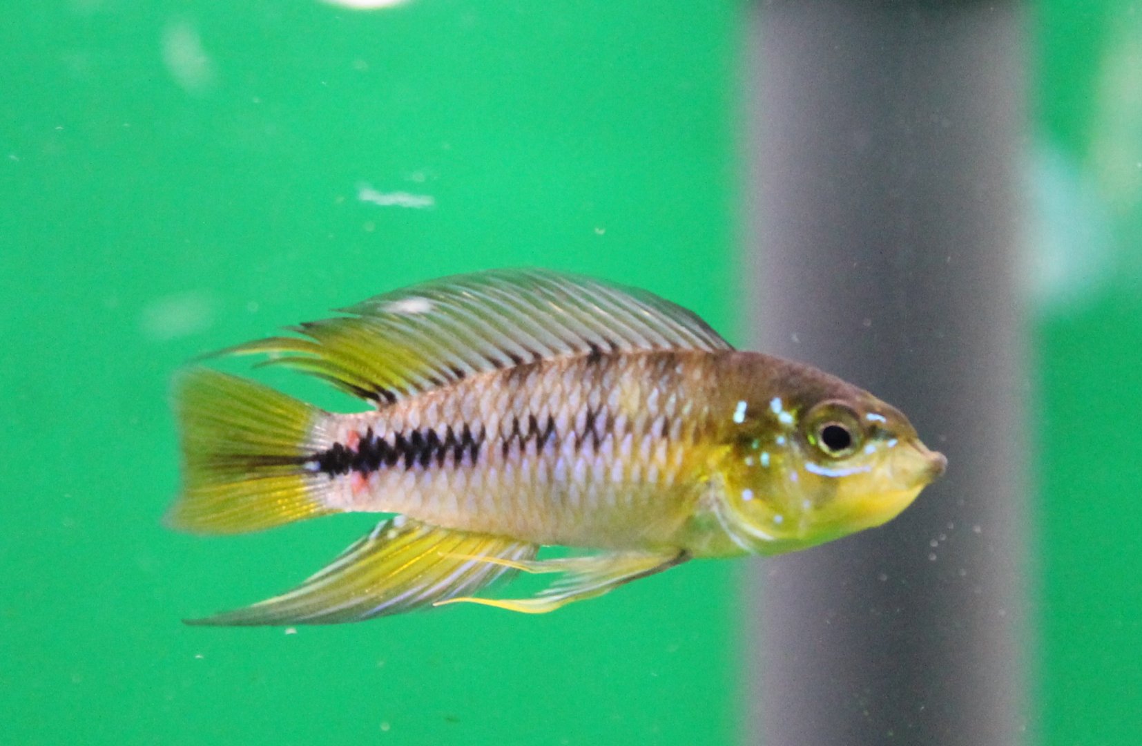 Apistogramma borelli