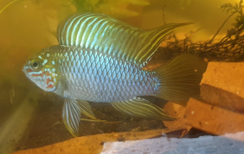 Apistogramma borelli