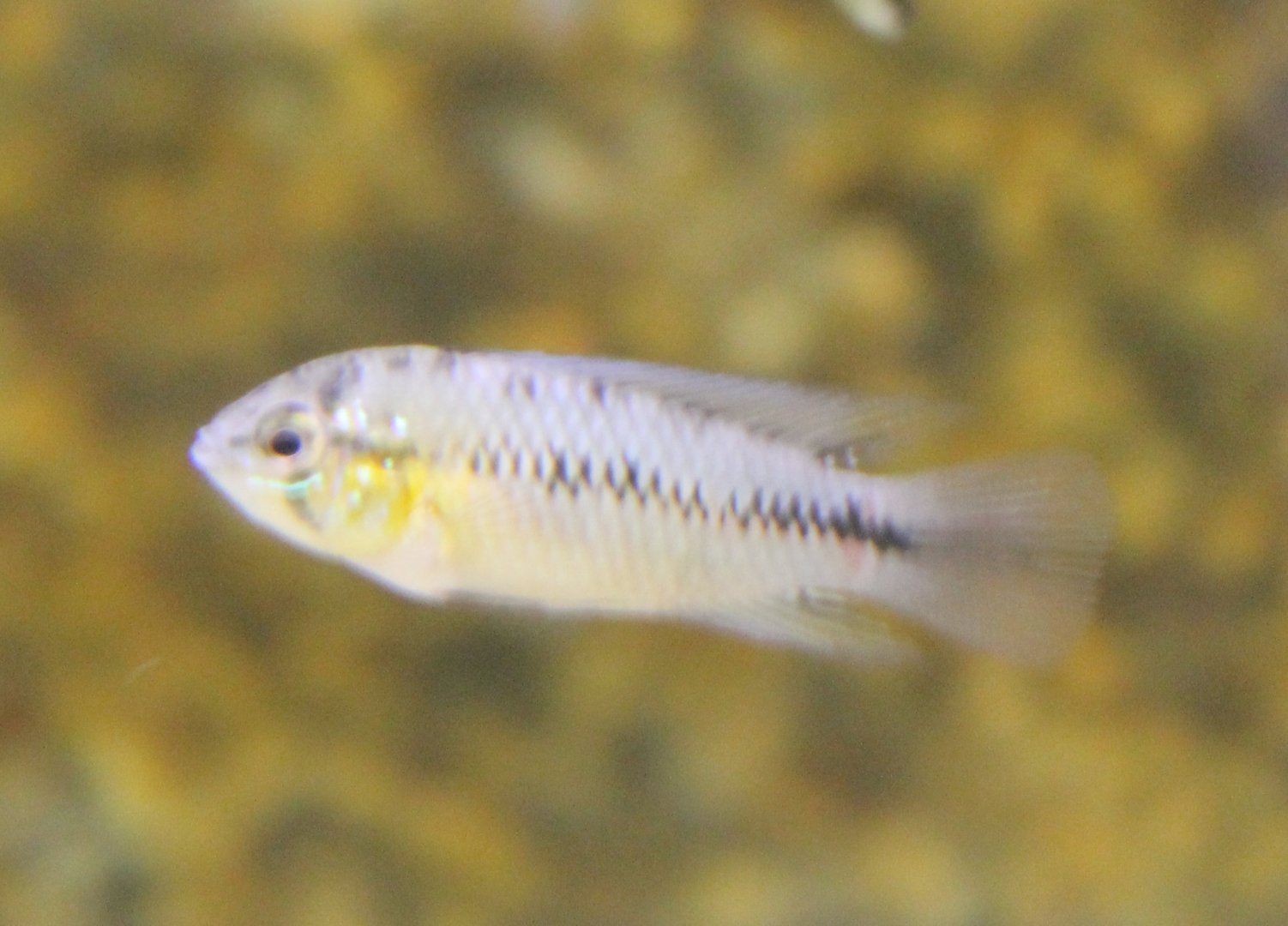 Apistogramma borellii