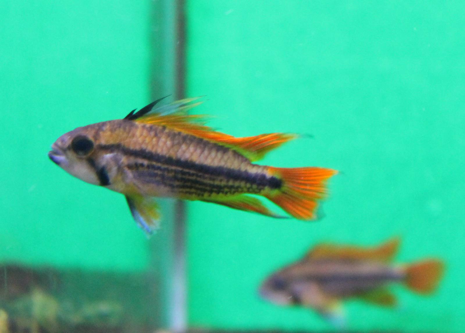 Apistogramma cacatoides, mutation orange