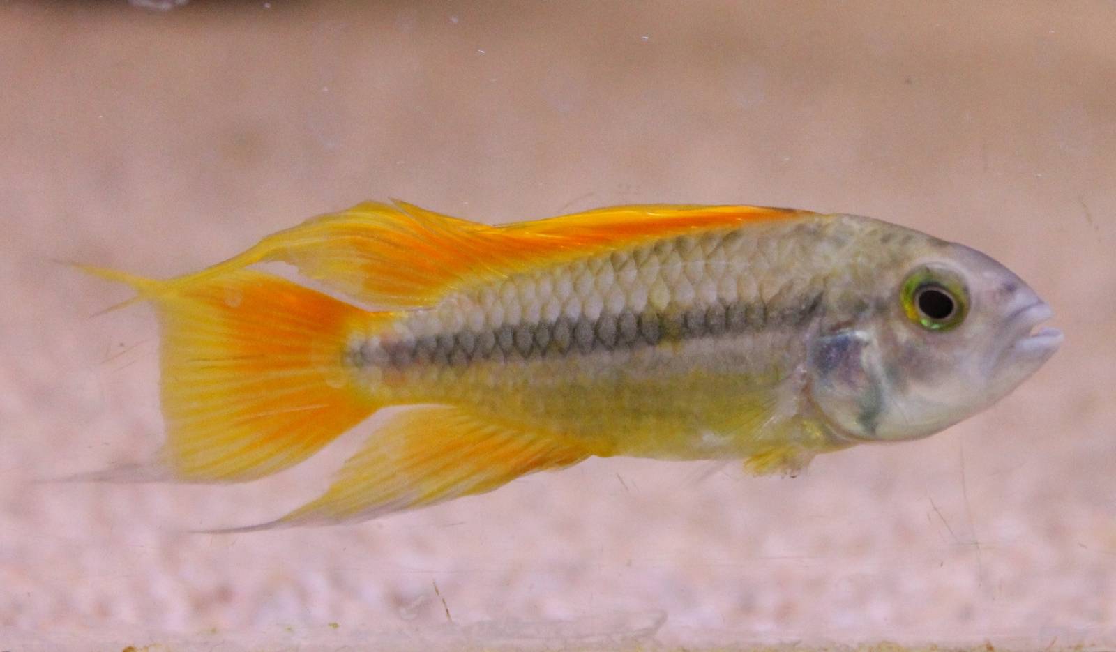 Apistogramma cacatuoides