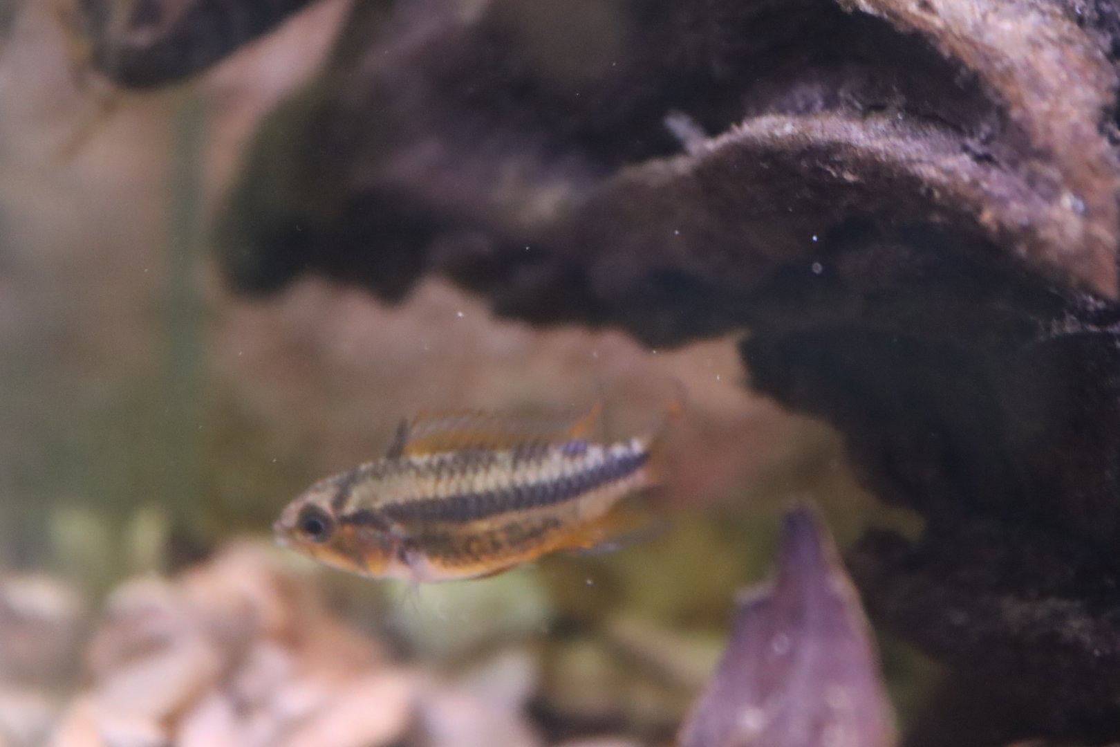 Apistogramma cacatuoides?