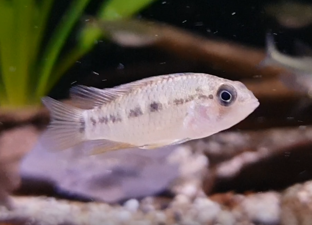 Apistogramma cf eunotus