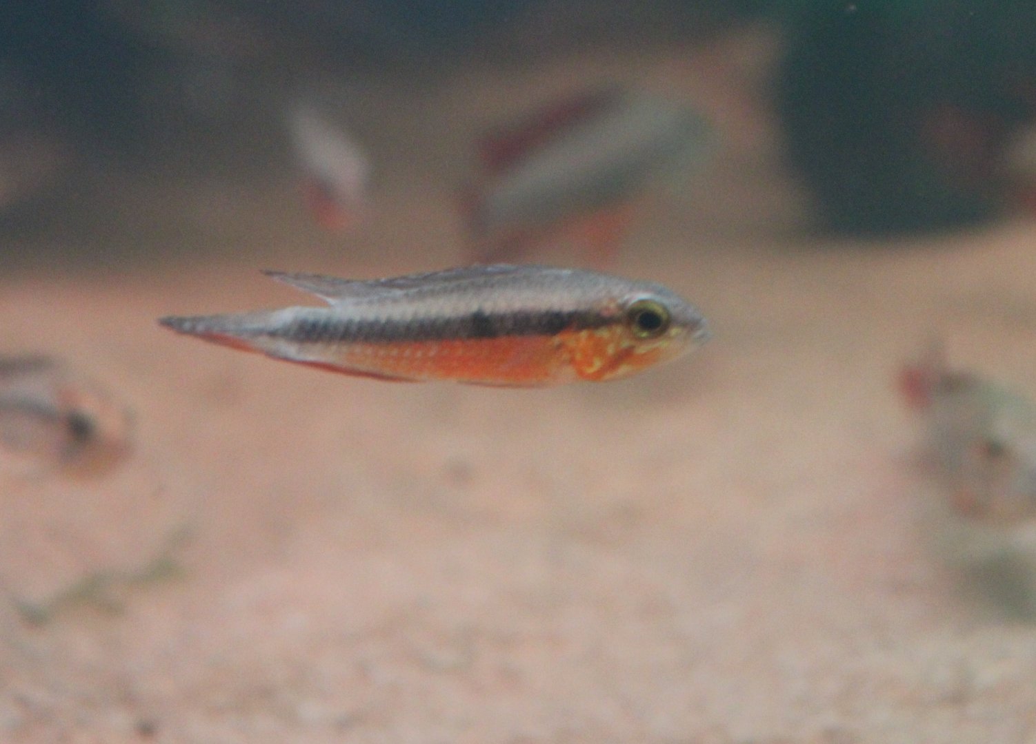 Apistogramma elizabethae