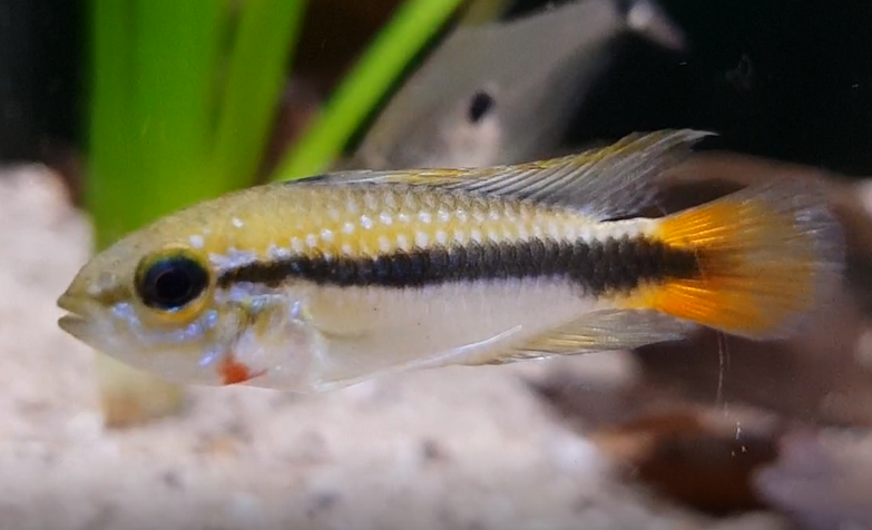 Apistogramma erythrura