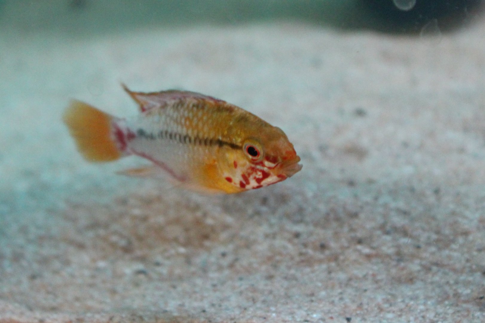 Apistogramma hongsloi