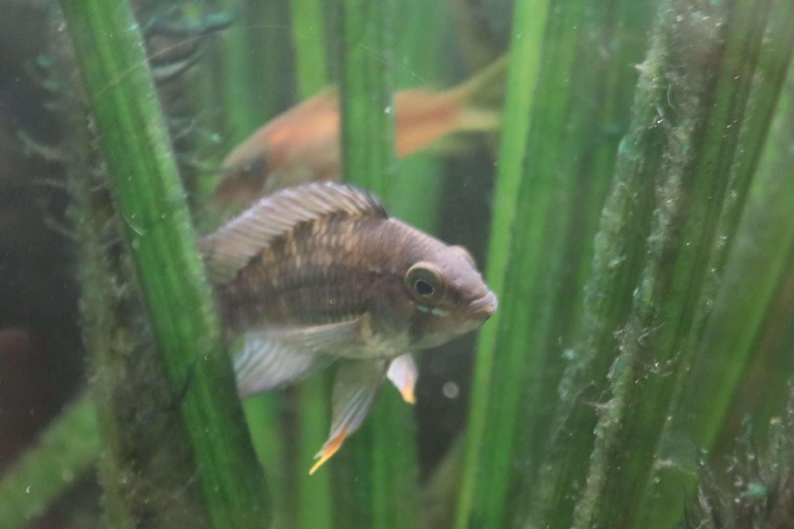 Apistogramma ID - Bolton Museum