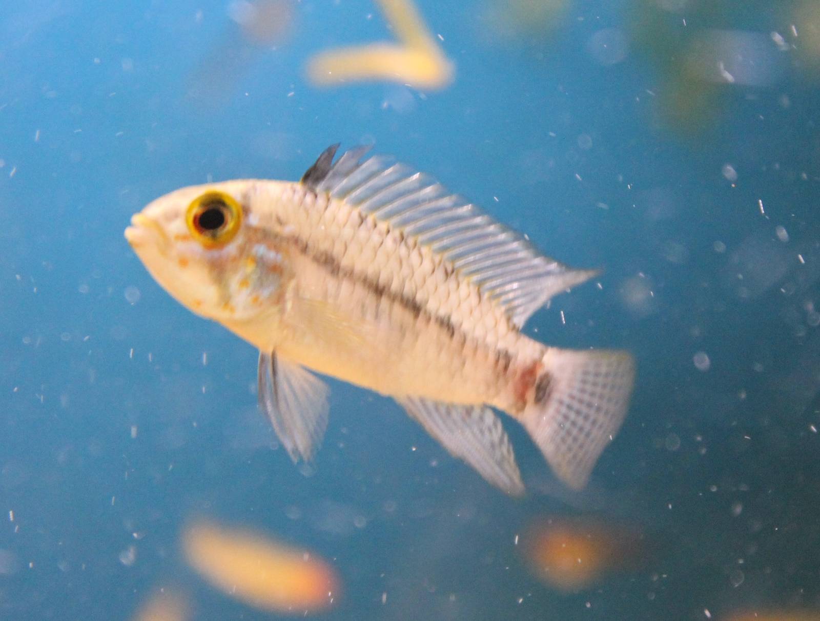 Apistogramma ID
