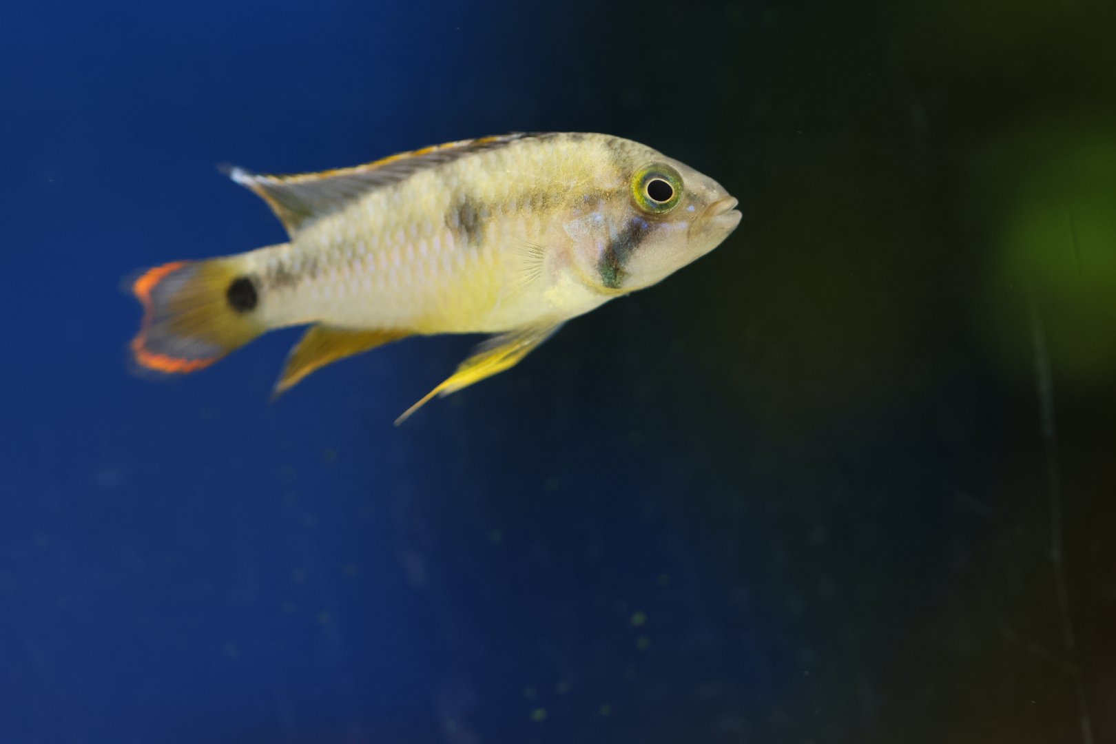 Apistogramma ID