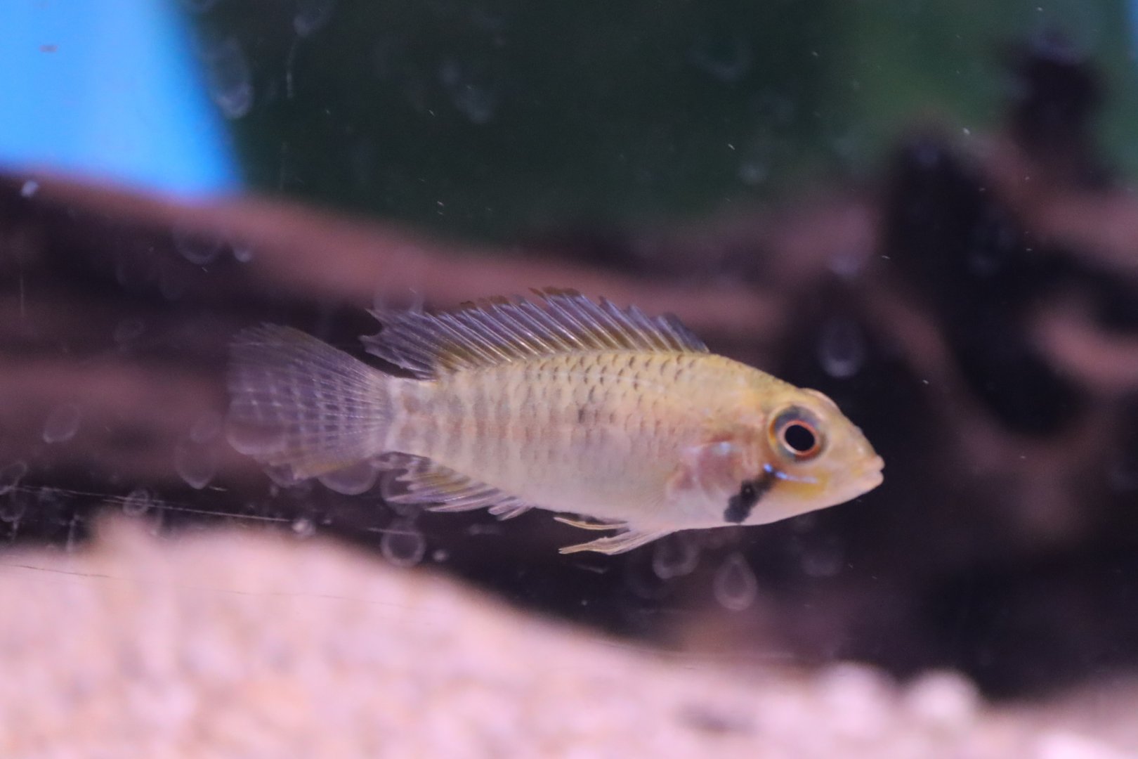 Apistogramma ID