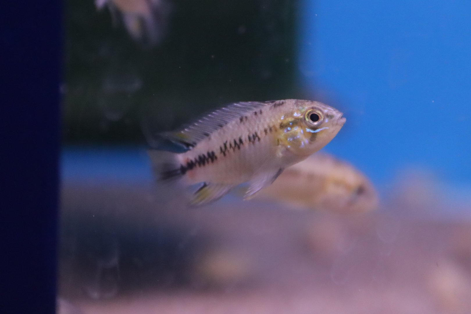 Apistogramma ID