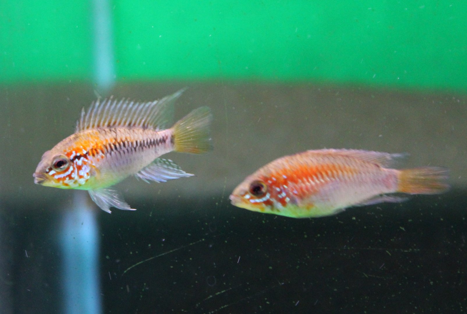 Apistogramma macmasteri