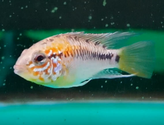 Apistogramma macmasteri