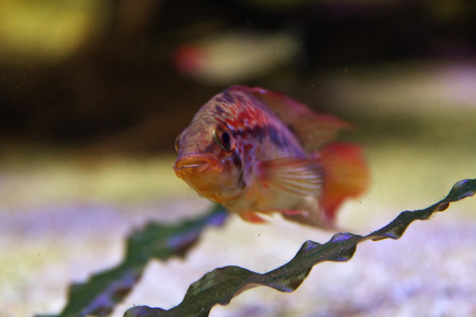 Apistogramma macmasteri