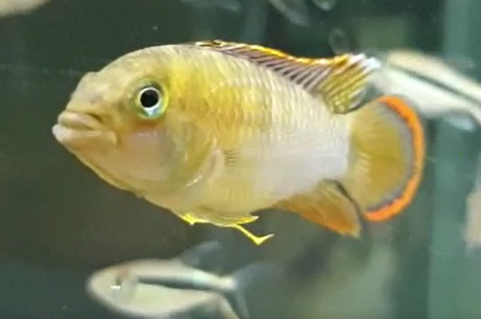 Apistogramma nijsseni