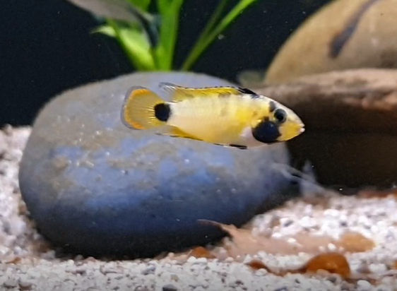 Apistogramma nijsseni
