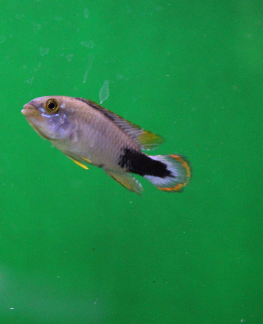 Apistogramma pandurini