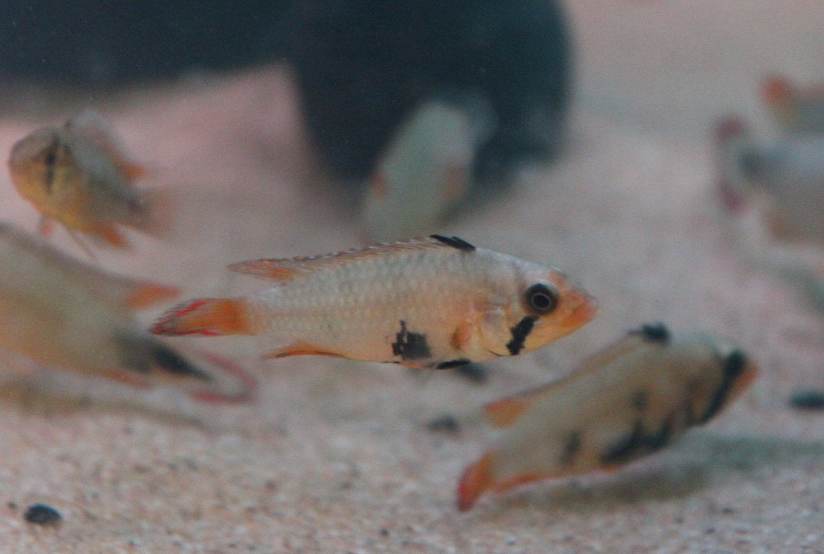 Apistogramma panduro