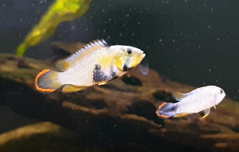 Apistogramma panduro