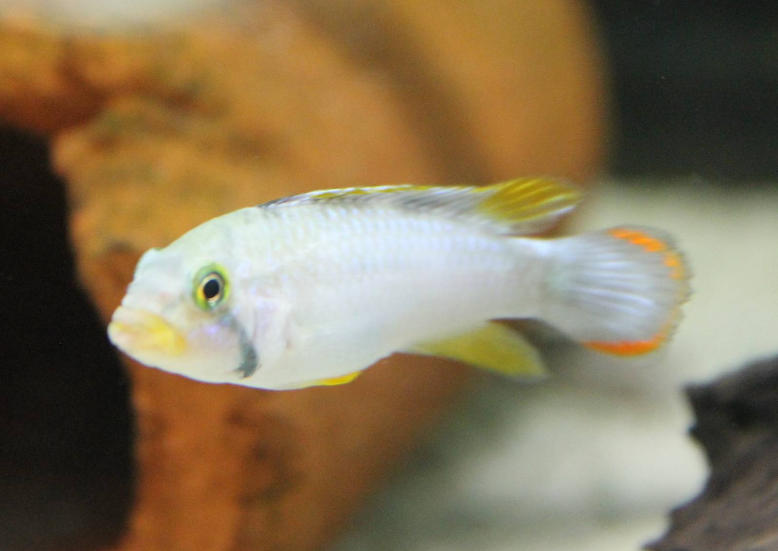 Apistogramma panduru