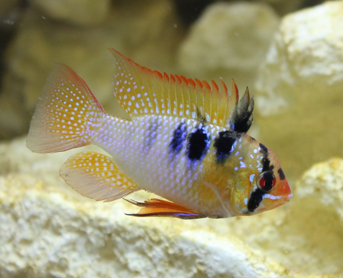 Apistogramma ramirezi
