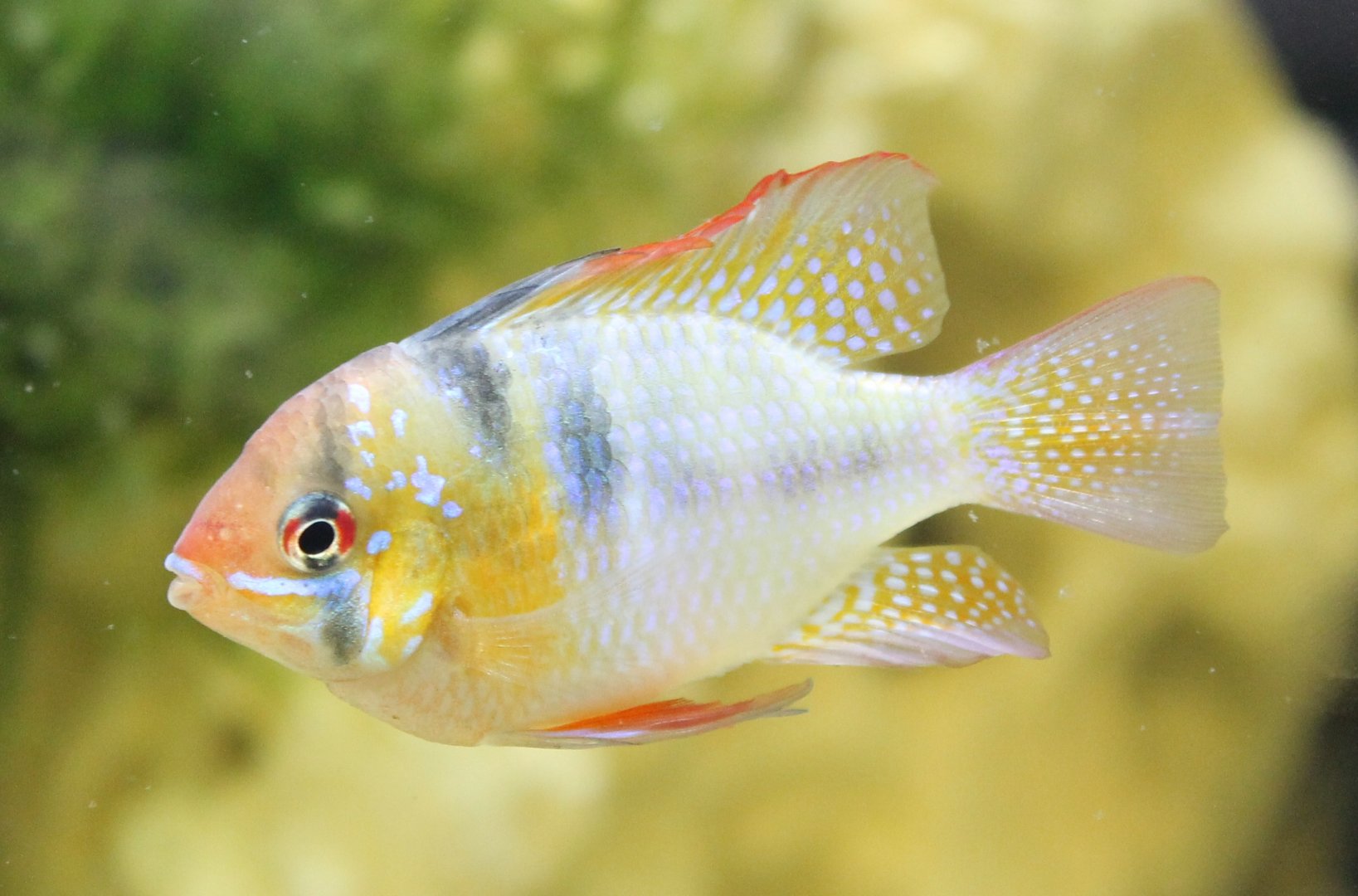 Apistogramma ramirezi