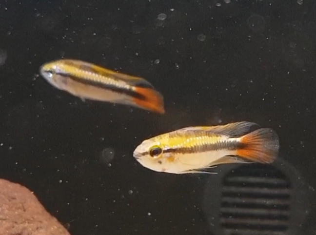 Apistogramma "Rio Mamore"