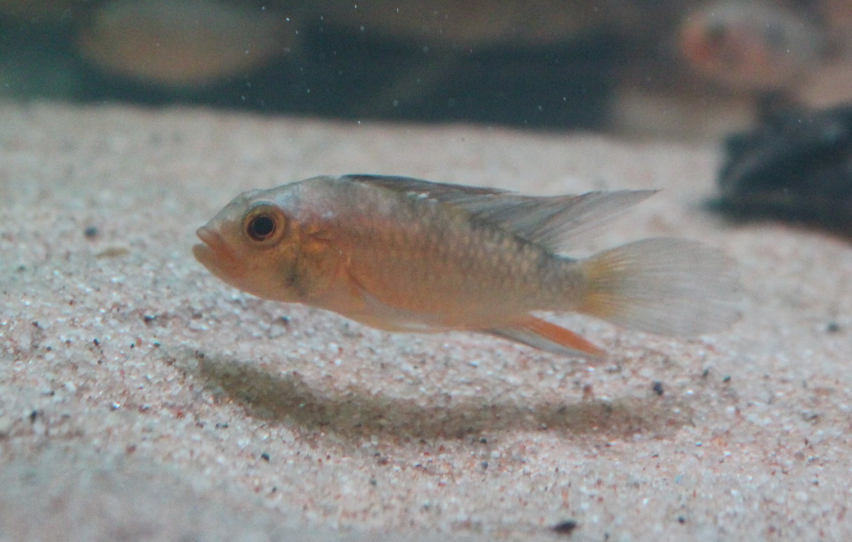 Apistogramma rositae