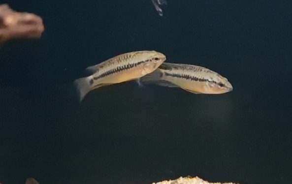 Apistogramma sp. D12 - Colombia