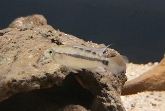Apistogramma species ID