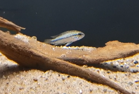 Apistogramma species ID