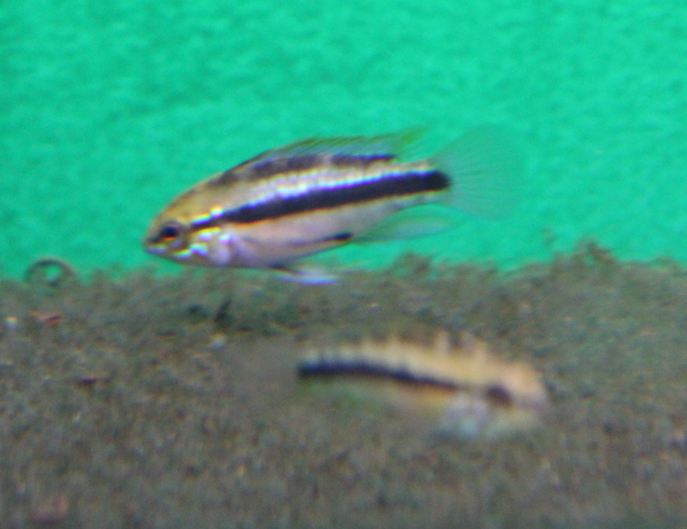 Apistogramma trifasciata