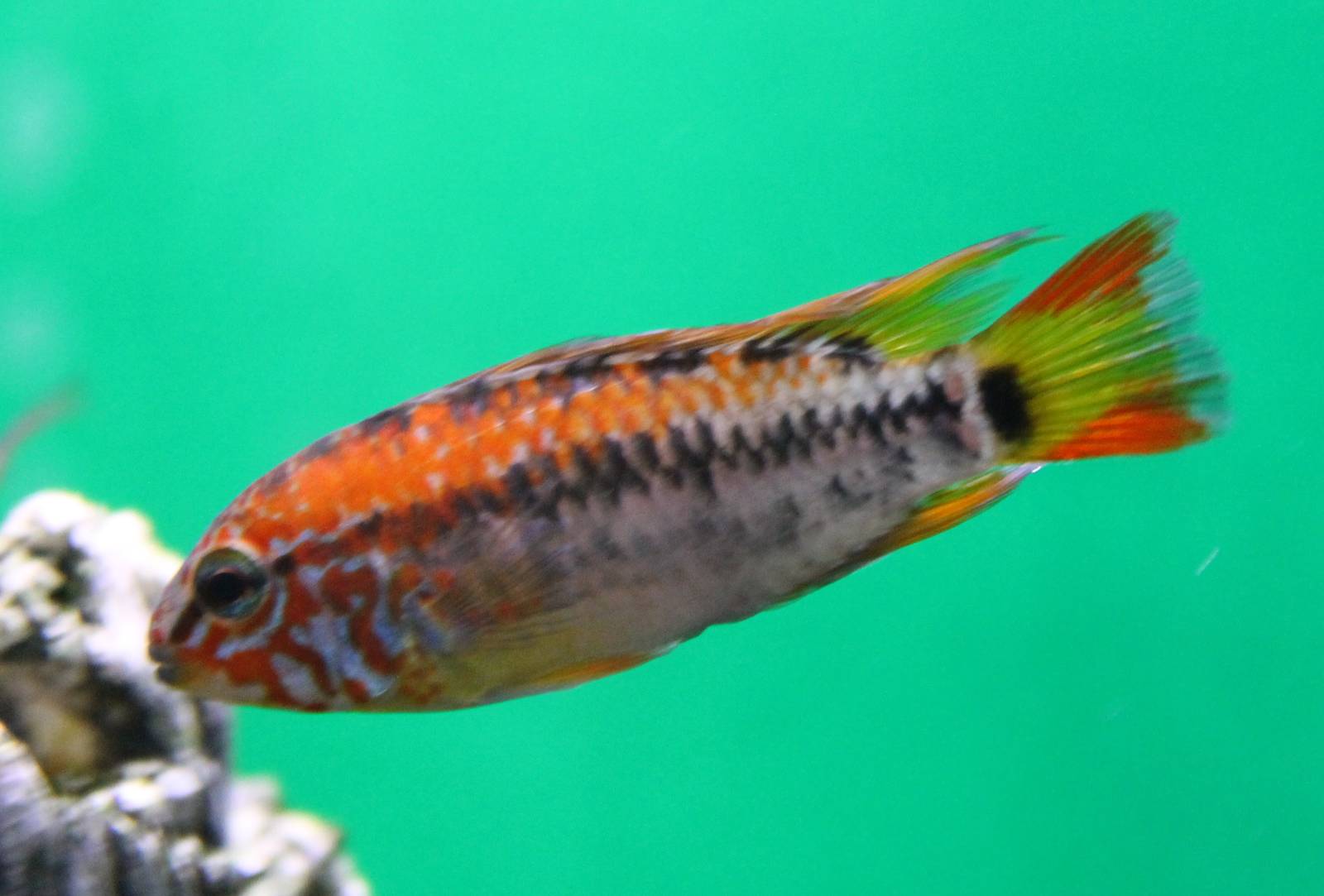 Apistogramma viejita