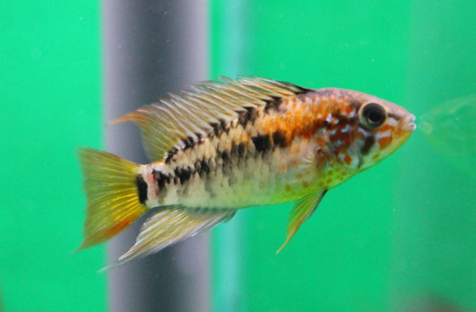 Apistogramma viejita