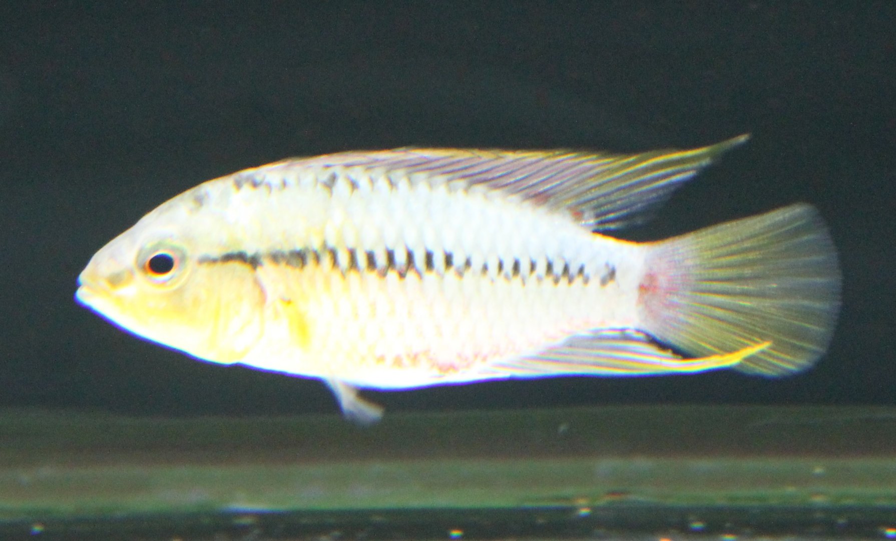 Apistogramma viejta