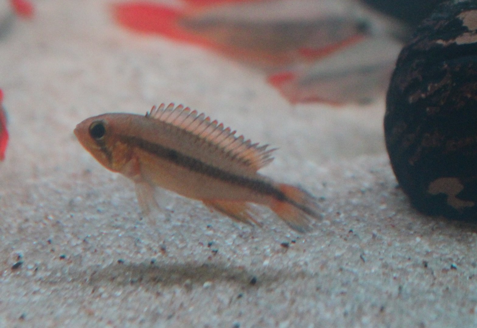 Apistogramma wilhelmi