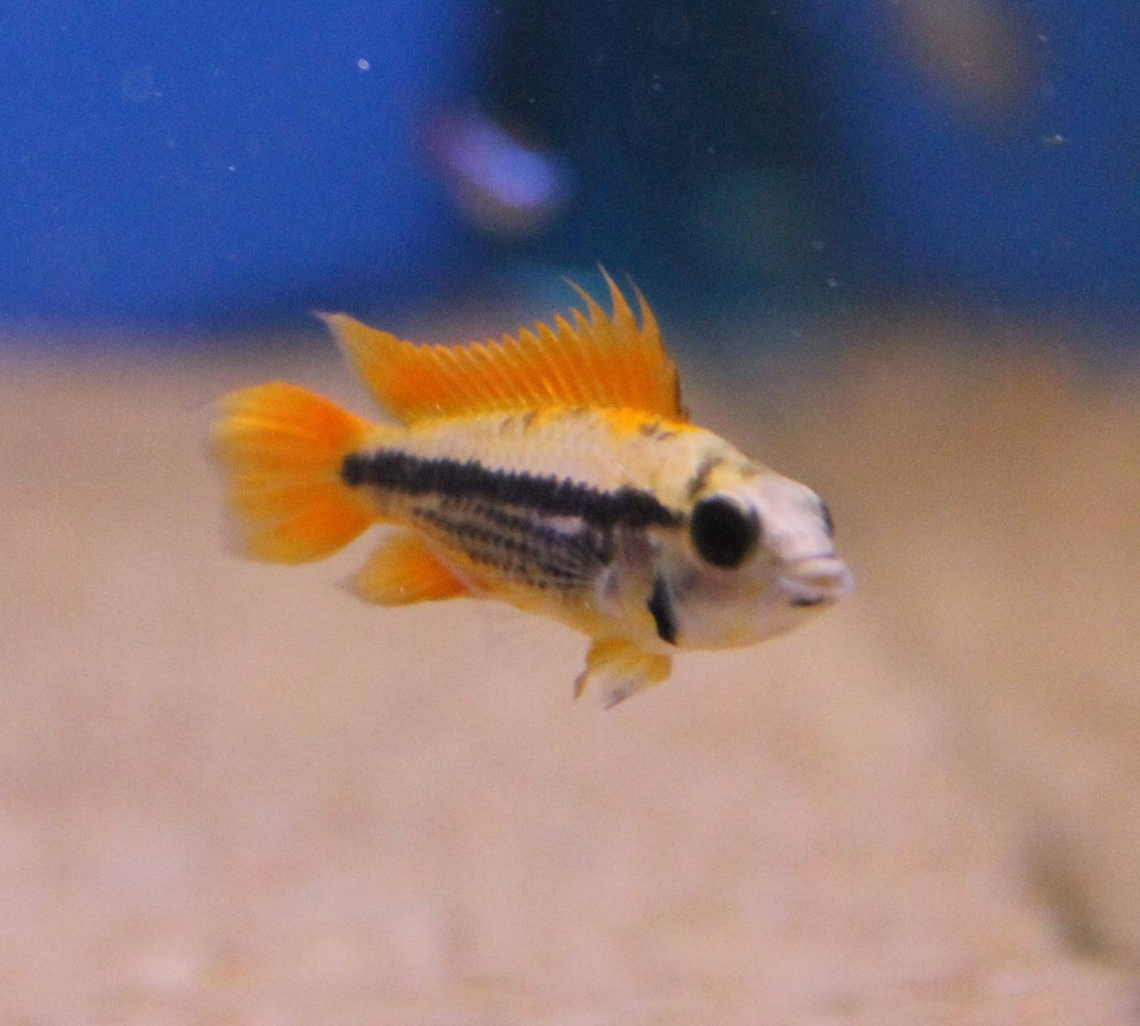 Apistrogramma cacatuoides male