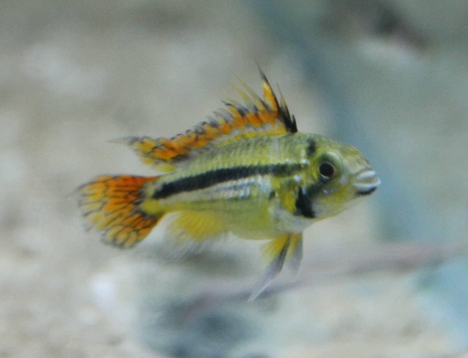 Apistrogramma cacatuoides