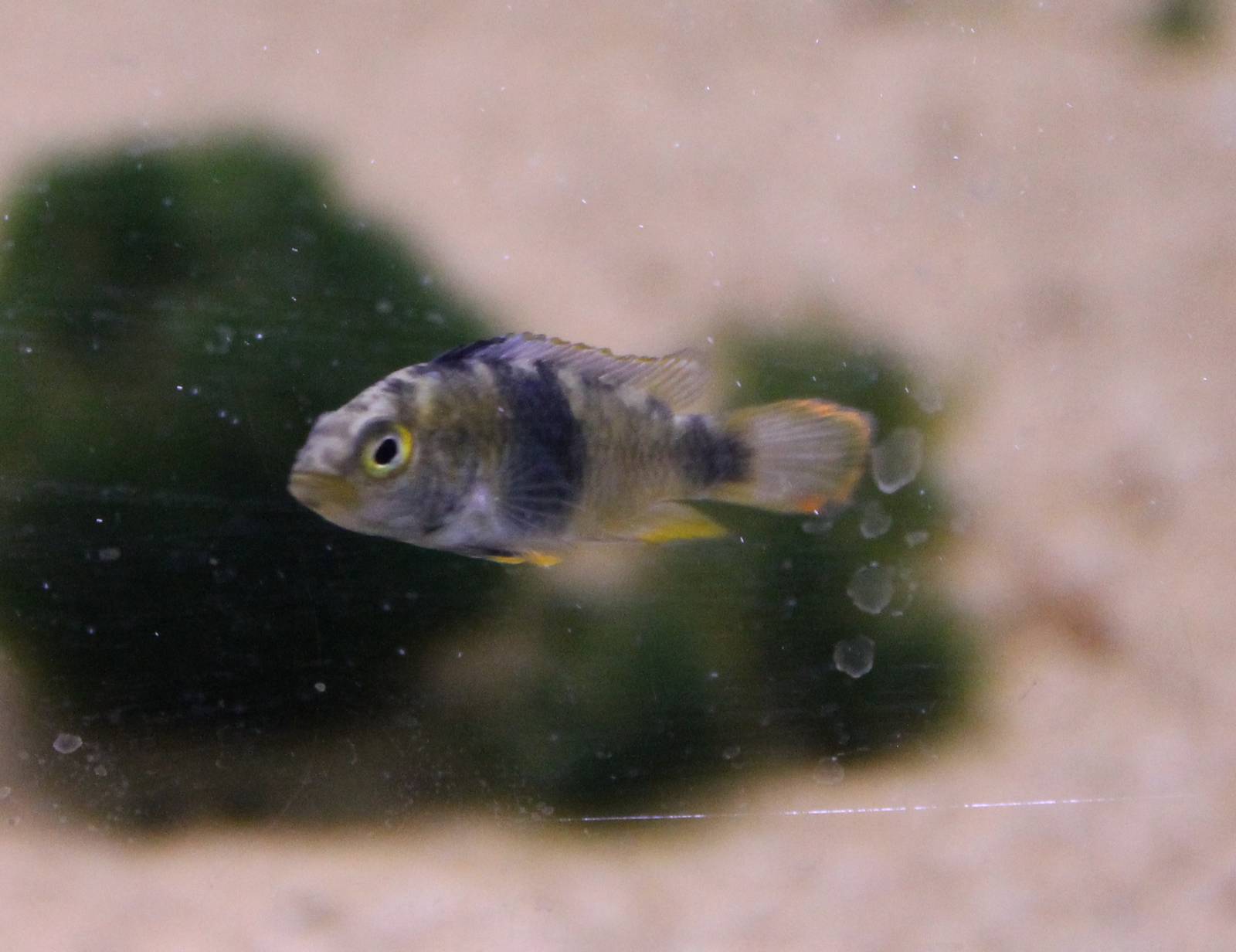 Apistrogramma nijsseni female