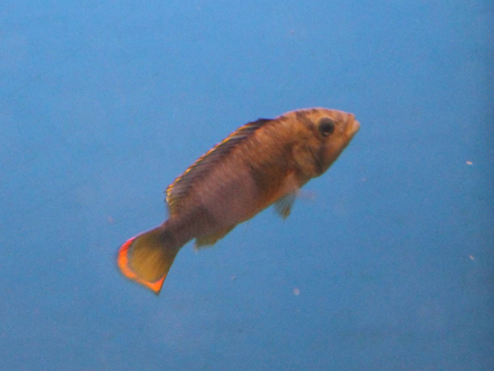 Apistrogramma nijsseni